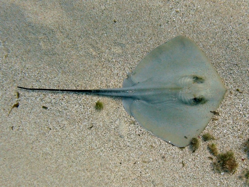 Dasyatis pastinaca (Linnaeus, 1758)